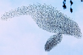 Animal Voices | Events