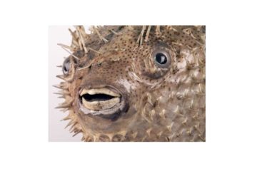Can Do: Bell Pettigrew Museum of Natural History