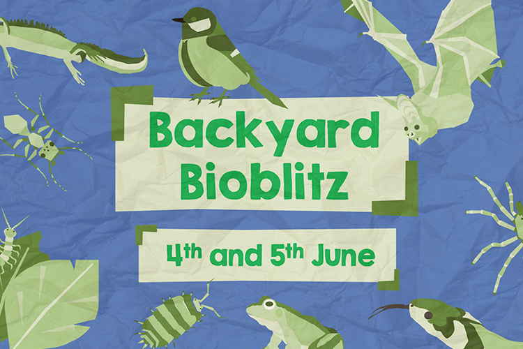 Backyard BioBlitz