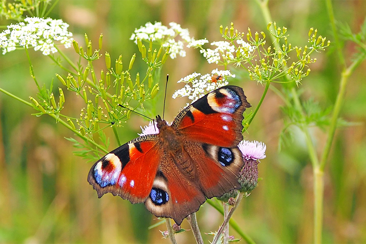 Saints Talk: Professor Len Thomas