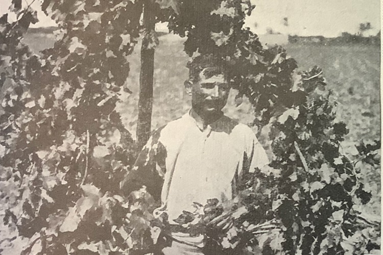 The Grapes of Desire: Fascist Agricultural Projects in Libya