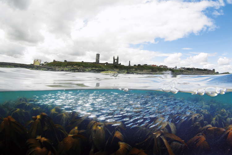 National Taiwan University-St Andrews online research forum