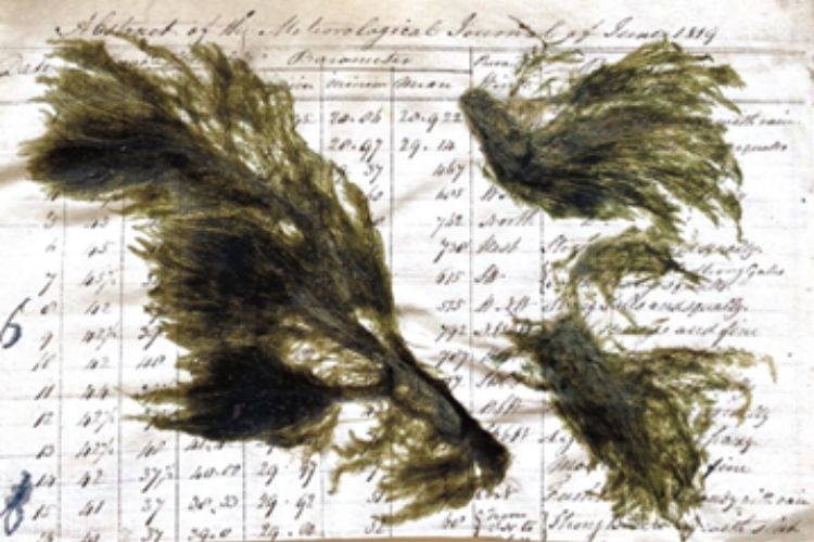 Byre World 24/25: The Holobiont Herbarium