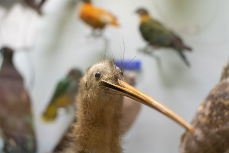 Bell Pettigrew Museum consultation