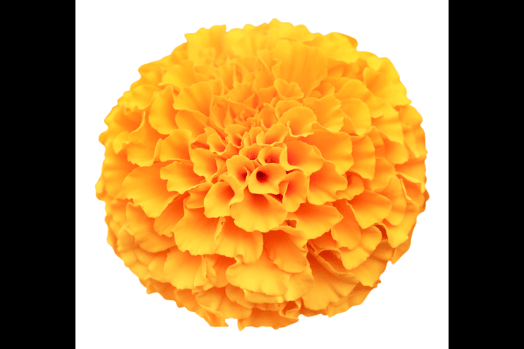 South Asian Festival