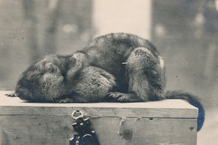 Inaugural Lecture by Professor Christos Lynteris