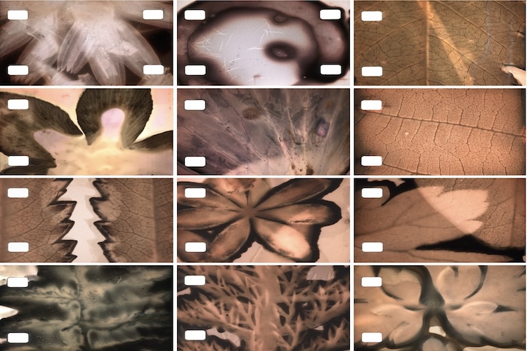 Making ecological film: phytography workshop with Karel Doing