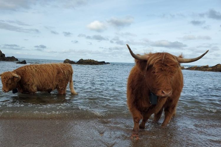 Meet our Conservation Cows