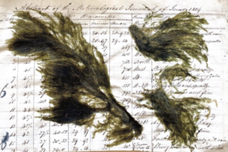 Byre World: The Holobiont Herbarium