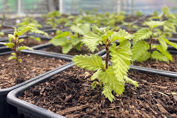 Tree Propagation Practical Workshop