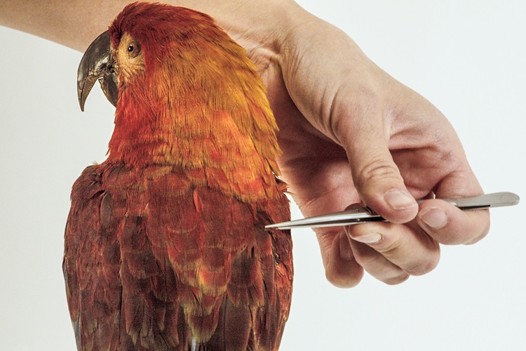 Film at the Museum: Archive of the Future