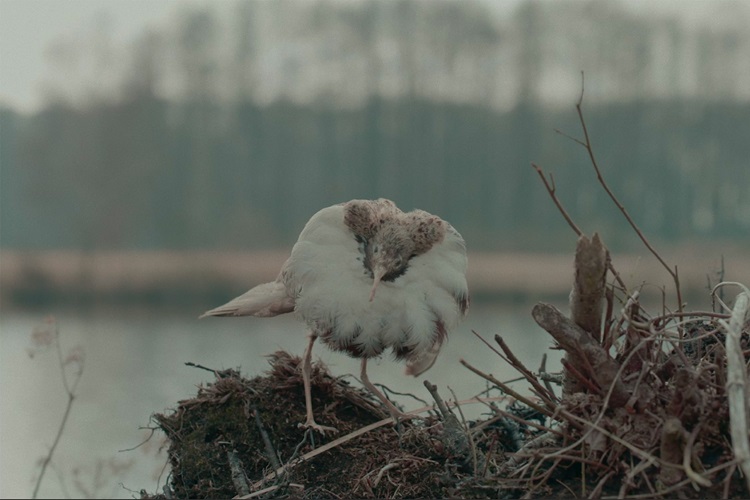 Film at the Museum: Dead Birds Flying High
