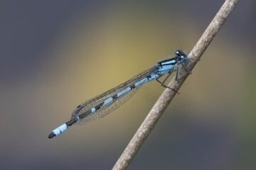 Biodiversity Action Plan: update with the working group