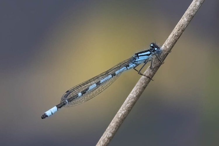 Biodiversity Action Plan: update with the working group