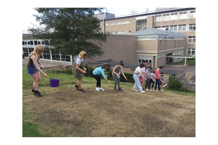 Sow a wildflower meadow