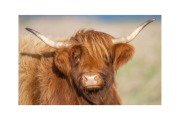 Meet our conservation cows