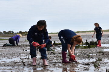 Green Shores Saltmarsh Planting
