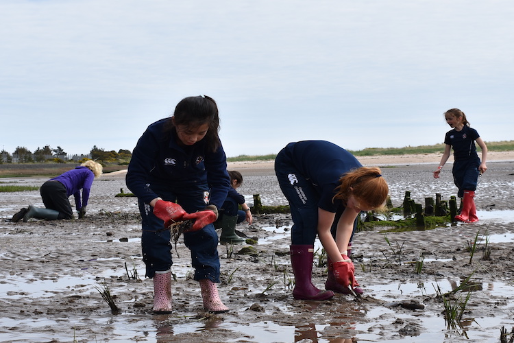 Green Shores Saltmarsh Planting
